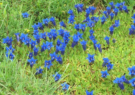 Habitat and Vegetation